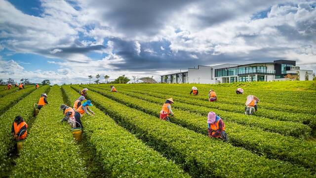 Nueva Zelanda marca las normas: la plantaci�n de esta infusi�n milenaria triunfa durante m�s de 30 a�os donde parec�a imposible