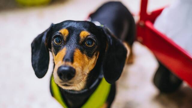 Ya entr� en vigor: la ley no deja entrar a perros en las farmacias aunque sean miembros de la familia