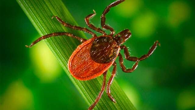 Miguel �ngel Miranda, zo�logo: 'No hay m�s garrapatas, lo que ocurre es que la gente est� m�s en contacto con la naturaleza'