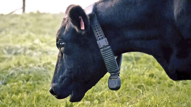 Nueva Zelanda cambia las normas: crea collares inteligentes para controlar a las vacas y eliminar los cercados con alambres