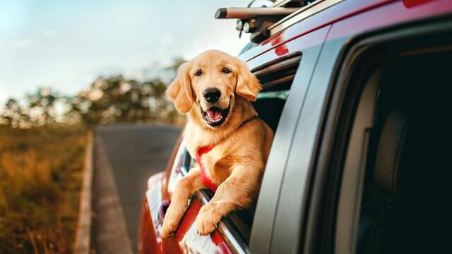 Ya entr� en vigor: la Ley de Bienestar Animal proh�be en Espa�a viajar con mascotas sin ventilaci�n y climatizaci�n adecuadas