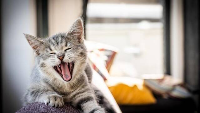 Los veterinarios coinciden: los gatos m�s cari�osos tambi�n son los que m�s atenci�n reclaman cada d�a