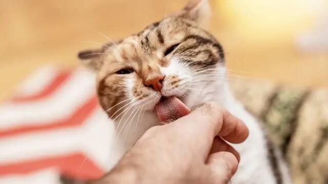 Los veterinarios coinciden: 'Cuando un gato lame a su due�o est� mostrando cari�o, tambi�n puede estar revelando estr�s oculto'