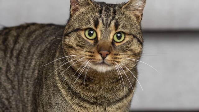 Los veterinarios est�n de acuerdo: 'El cerebro de los gatos envejece de una forma sorprendentemente parecida al de los humanos'