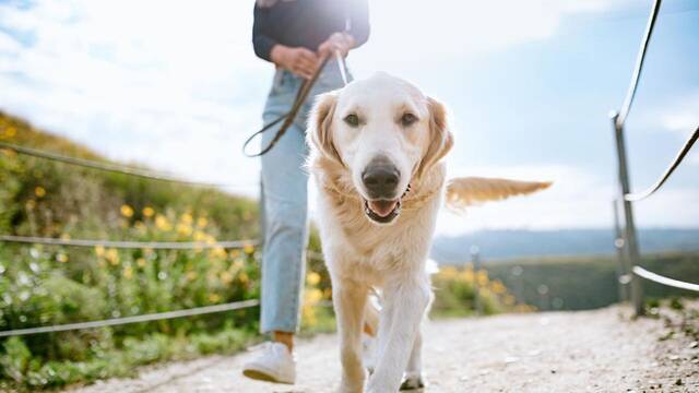 Los veterinarios lo confirman: no todos los perros soportan el calor de igual forma al salir a pasear en verano