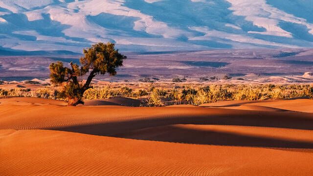 �frica cambia las normas: encuentra una inesperada aliada en su lucha contra el desierto capaz de restaurar ecosistemas completo