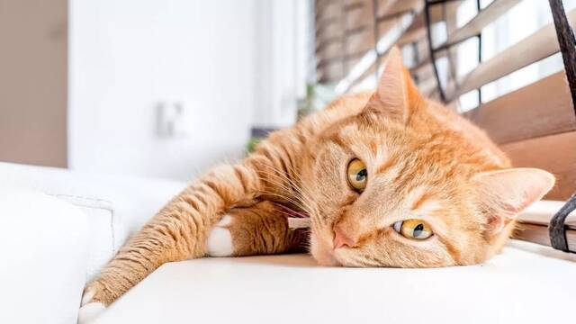 Los veterinarios coinciden: la personalidad de los gatos est� influenciada por la de sus due�os y su clima en casa