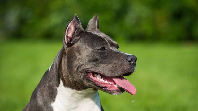 Ya entr� en vigor: la Ley de Bienestar Animal exige un seguro de responsabilidad civil para los propietarios de perros