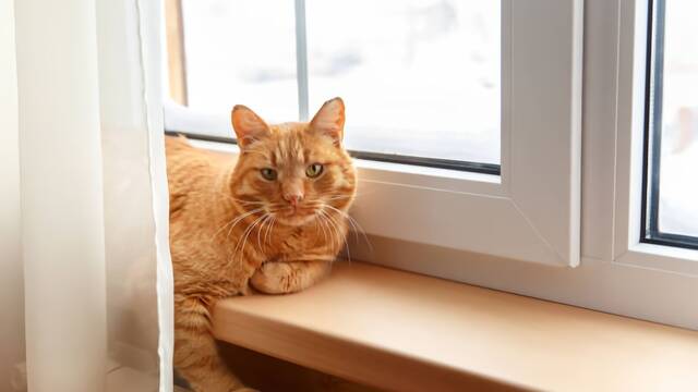 Los veterinarios coinciden: quienes tienen un gato deber�an tener redes en balcones, terrazas y ventanas