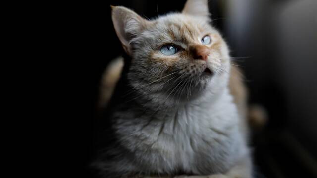 Los veterinarios coinciden: la obesidad en los gatos est� condicionada por la actitud y personalidad de sus due�os