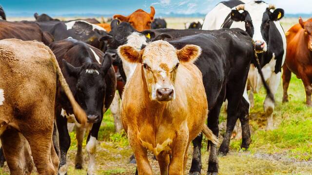 Alarma y preocupaci�n en Estados Unidos: reaparece el par�sito 'come carne viva' tras 60 a�os y sacude al sector c�rnico