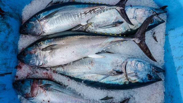 Alarma y preocupaci�n en Espa�a: la toxina que altera la percepci�n del fr�o y el calor y desconcierta a los pescadores canarios