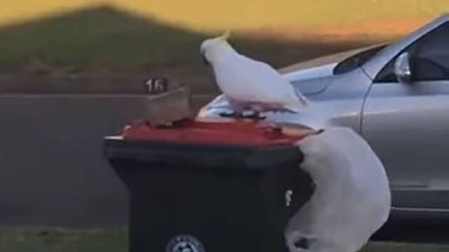 Las cacatas de Australia son las ms vandlicas: Han aprendido a abrir cubos de basura