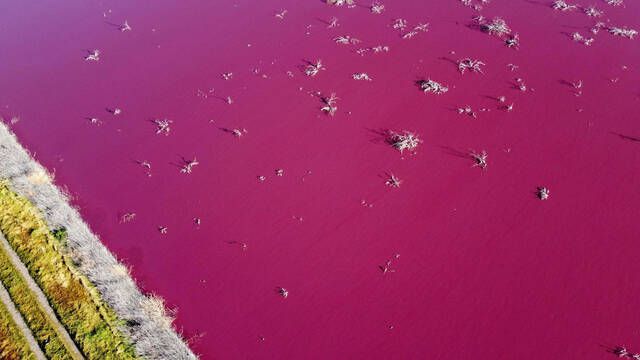 La contaminacin provoca que un lago de Argentina se vuelva de color rosa