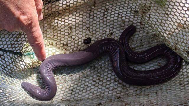 Así son las extrañas serpientes con forma de pene que han aparecido en Estados Unidos