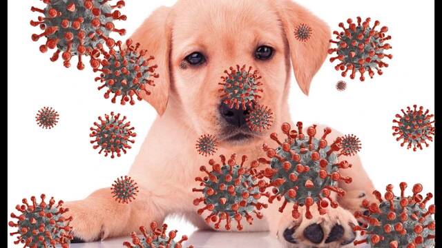 El coronavirus tambin afect a nuestras mascotas