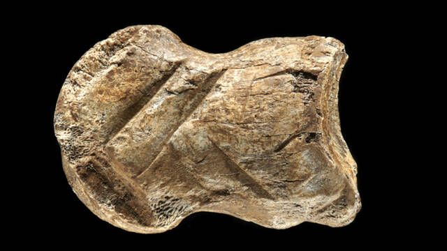 As� es el art�stico hueso de ciervo tallado por neandertales del Paleol�tico Medio