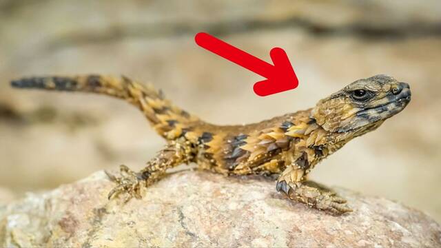 Reaparece una extraa especie de lagarto que se crea extinta desde hace 100 aos