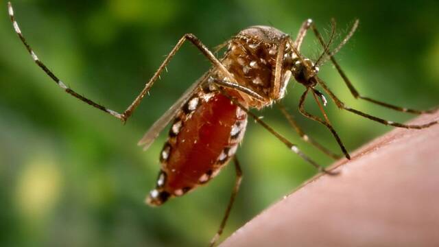 Sabes por qu los mosquitos pican ms en los tobillos y cmo puedes evitarlo?