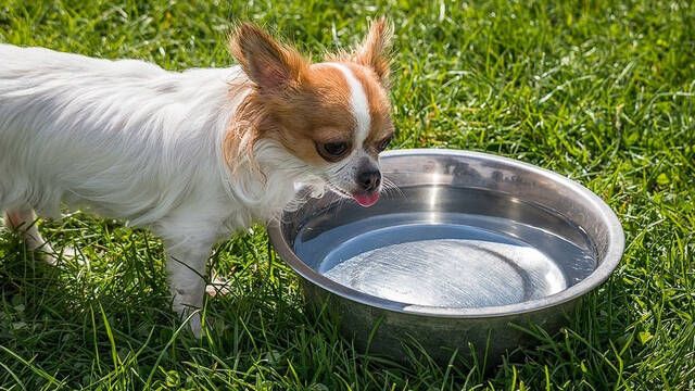 Los 10 consejos para proteger a tu mascota de las olas de calor de este verano