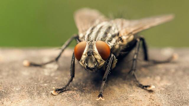 Por qu hay ms moscas en verano y cmo podemos evitar que entren en casa?
