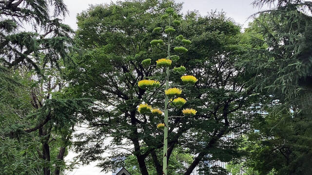 Cientos de japoneses se congregan frente a una planta que florece una vez cada siglo y est empezando a abrir sus ptalos