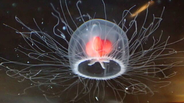 Cientficos descubren el secreto de la medusa inmortal, un ser que envejece al revs y puede vivir para siempre