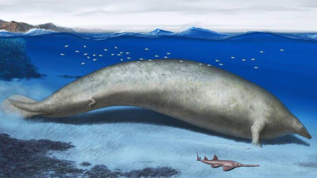 Un mamfero peruano de hace 56 millones de aos destrona a la ballena azul como el animal ms pesado