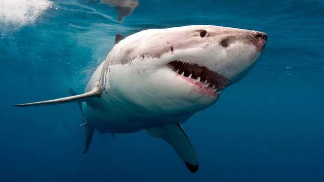 Cocaine Shark: Detectan varios tiburones con intoxicacin por cocana en un 'hallazgo inslito'