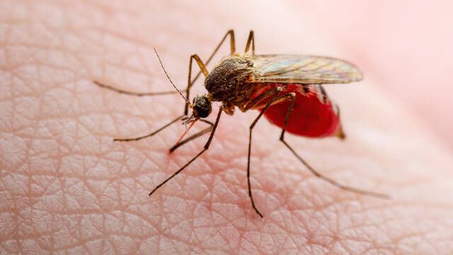 Un estudio demuestra que si te vistes de ciertos colores atraes ms a los mosquitos