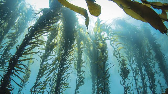 Cientficos descubren que el olor a mar no se debe a la sal, sino a la reproduccin de las algas