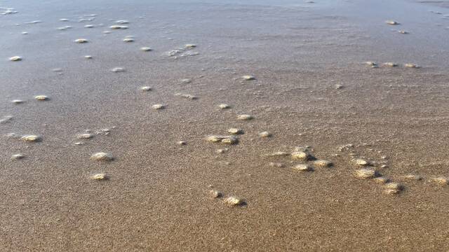Si te encuentras con estos invertebrados que invaden las playas en Espaa, no los mates, regulan el clima