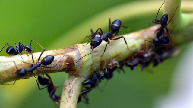 Cientficos descubren una especie de hormiga 'cirujana' capaz de amputar y curar a sus compaeras