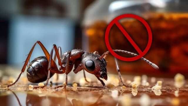 El truco casero que triunfa para eliminar hormigas de tu casa este verano, es ecolgico y muy econmico