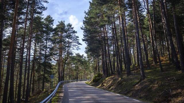Un tercio de los accidentes de trfico en Espaa implica a este animal segn la DGT: 'Di a esas familias que son pocos muertos'