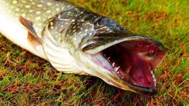 Pesca un lucio inmenso de 5 kilos y se traumatiza al descubrir lo que guardaba en su interior: 'Me qued un poco horrorizado'