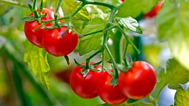 Cient�ficos descubren que los tomates de Gal�pagos 'evolucionan a la inversa': 'Recuperan una defensa molecular ancestral'