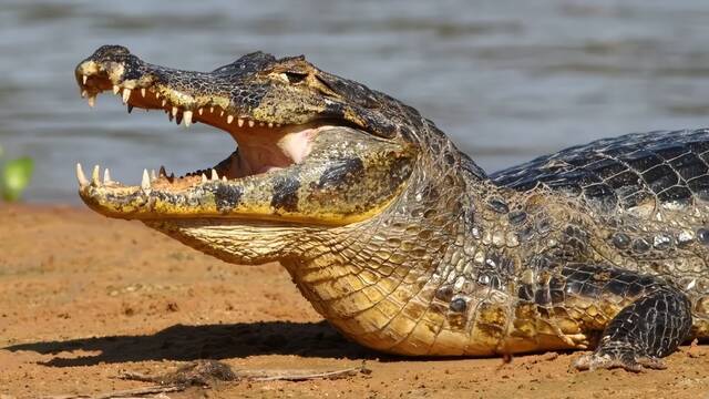 Capturan un cocodrilo en una zona turstica de bao en Castilla-La Mancha y la Guardia Civil busca si puede haber ms