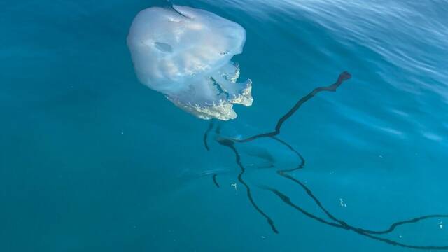 Alarma y preocupacin: detectan una medusa poco habitual en el Mediterrneo cuya picadura es venenosa