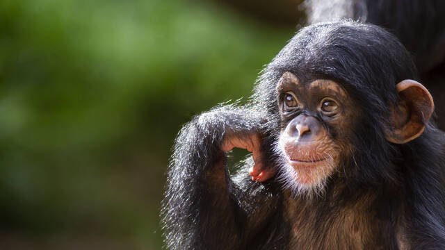 Cientficos descubren a unos chimpancs copiando la 'moda' de otro simio influencer: 'Copian comportamientos intiles'