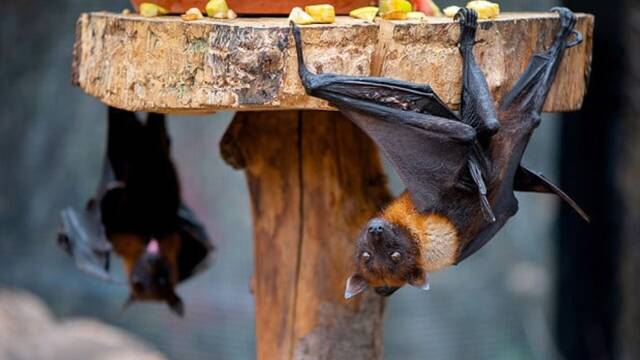 La OMS entra en alerta por este peligroso virus capaz de desatar una pandemia y ya hay vctimas: 'Est escalando rpido'