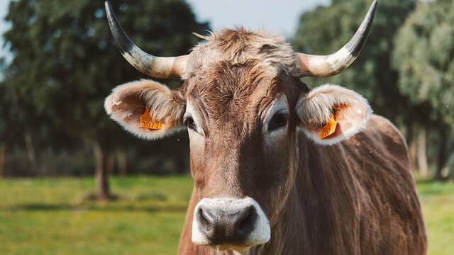 Ni leones ni jirafas: el zoo m�s ins�lito de Espa�a abre en Valladolid y solo hay distintos tipos vacas