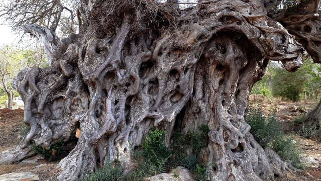 Este rbol milenario espaol tiene ms de 1.700 aos, ha sobrevivido al Imperio Romano y todava produce aceite