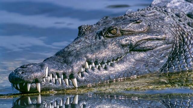As es el cocodrilo que encontr la Guardia Civil en un lago en Espaa: gil, carnvoro y puede llegar a los 3 metros de largo