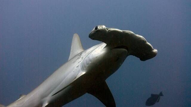Alarma y preocupacin en Canarias, un tiburn ataca a un hombre que haca surf: 'Es el sptimo ataque'