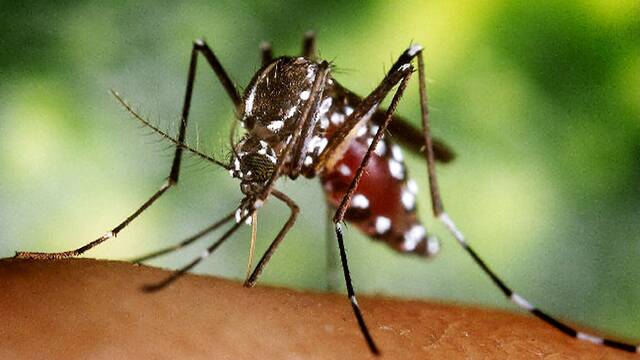 Alarma y preocupaci�n en Espa�a por las picaduras de los mosquitos: 'El equilibrio del ciclo biol�gico se rompe'