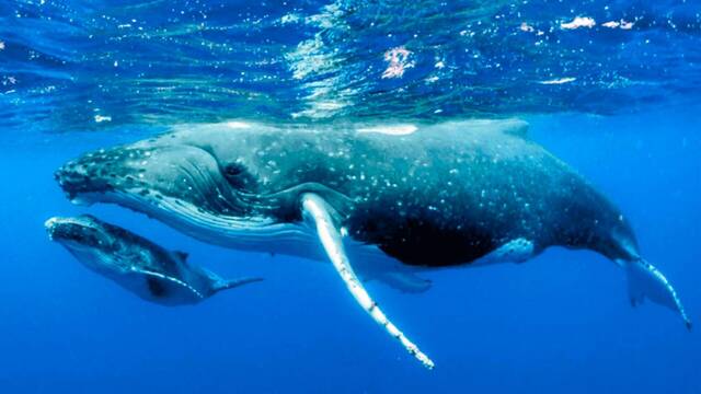 Cient�ficos advierten sobre el preocupante comportamiento de las ballenas grises: 'Lo estamos siguiendo de cerca'