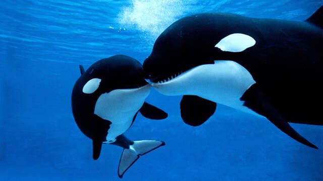 Alarma y preocupaci�n en Espa�a por un grupo de orcas que ataca veleros en distintas zonas de la costa: 'Es Gladis, lo sabemos'