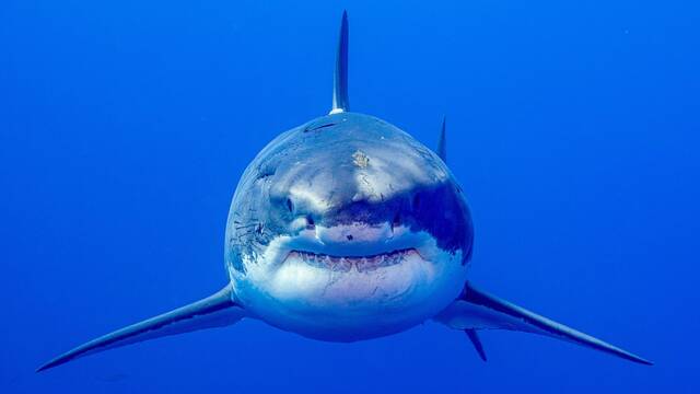 EE.UU. activa las alarmas, el mayor tiburn blanco del Atlntico aparece cerca de una playa: 'Es una bestia de 750 kilos'