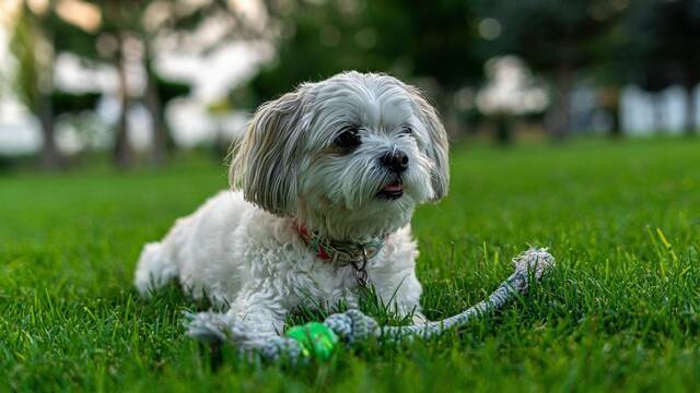 Parece comida para mascotas, pero es veneno: ya est matando perros en parques de Espaa y nadie lo est sealizando